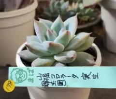 2026年最新】コロラータ 錦玉園の人気アイテム - メルカリ