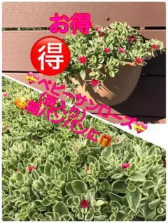 베이비 선 로즈 (잡색) ❤️ 캣츠 박스 팬에 자른 모종 ✳️