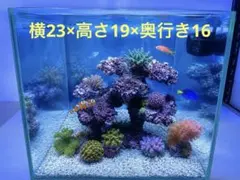 人工ライブロック SG16 擬岩/30cm水槽〜/海水水槽/サンゴ水槽 - メルカリ