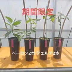 アボカド 接木苗 フェルテ4本セット アボカド接木苗 フェルテ 4本セット - メルカリ