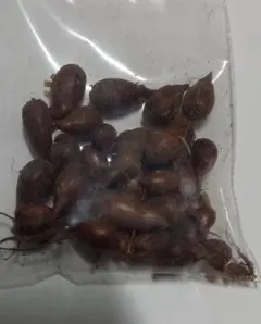 オキザリス黄色八重咲き30球根のサムネイル