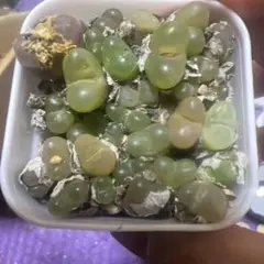 chat noir様 リクエスト 2点 まとめ商品