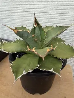 アガベ ポタトラム スポーン hyb 大株 美株 地植え 抜き苗 直径約40cm