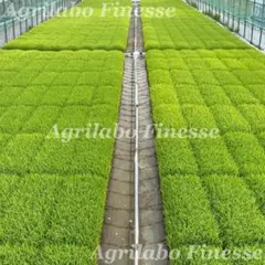 自然栽培米　ササニシキ20kg 山梨産 自然栽培米 ササニシキ20kg 山梨産 - メルカリ