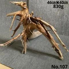 アク抜き済み流木　No.107 置き方いろいろ