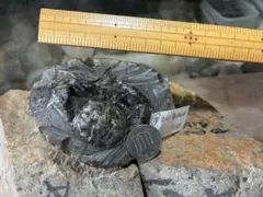 化石　カニ　南淡町山本 化石 カニ 南淡町山本 - メルカリ