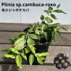 797〓Plinia sp.cambuca-roxo ジャボチカバ 3年生苗 - メルカリ