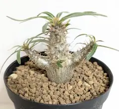 2025年最新】グラキリスの人気アイテム - メルカリ