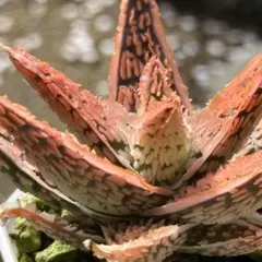 2026年最新】アロエ ハイブリッドの人気アイテム - メルカリ