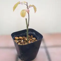 バラ苗挿し木苗　品種不明　イングリッシュローズ