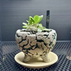 パキポディウム ブレビカウレ（実生、白花） - メルカリ