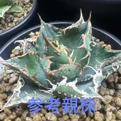 2026年最新】金蟾 アガベの人気アイテム - メルカリ