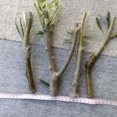 無農薬　オリーブ　枝切り　太枝　挿し木のサムネイル