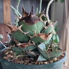 2026年最新】アカベ白犀牛の人気アイテム - メルカリ