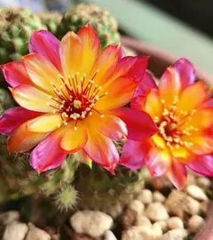 yaburan様 リクエスト 3点 まとめ商品