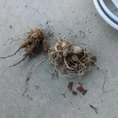 non様 リクエスト 2点 まとめ商品