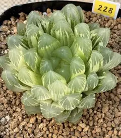 105g 多肉植物 ハオルチア 九尾狐実生苗 自家繁殖 鉢植え発送 - メルカリ