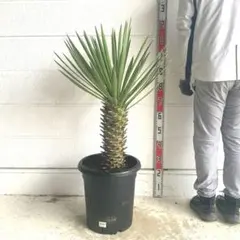 2026年最新】ユッカフィリフェラの人気アイテム - メルカリ