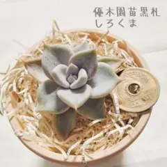 優木園さん苗 命名株 黒札 桃くま 葉挿し 2頭 多肉植物 - メルカリ