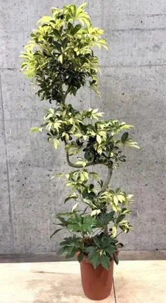シェフレラ・コンパクタ リビングサイズ‼️ no27 高さ130cm - メルカリ