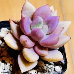 多肉植物☘️ピンクルルビー☘️韓国苗育成 抜き苗 e199 - メルカリ