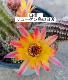 33-スウィートドリームス2点 白檀 花サボテン 複色咲き 超希少 カキコ