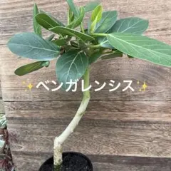 値下げ❗️大型極太幹 ベンガレンシス 182センチ 引取り歓迎 久喜市