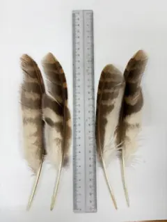 フクロウの羽　モリフクロウ　4枚セット