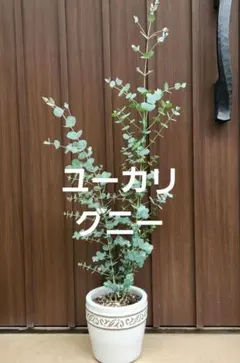 ⑰ アカシア パールアカシア 8号特大苗木最高等級極上品‼️ - メルカリ