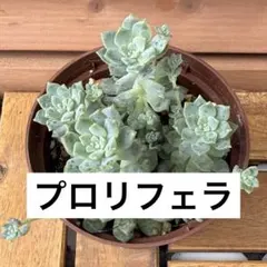 【多肉植物】プロリフェラ 抜き苗 第四種郵便のサムネイル