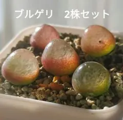 ネコポスで発送❣️コノフィツム　ブルゲリSH409 大玉2cm以上　抜き苗　4株 多肉植物 コノフィツム ブルゲリSH409 大玉2cm 抜き苗 1株