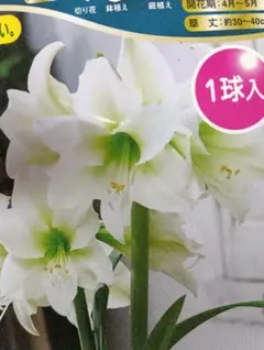 マーサ様 リクエスト 2点 まとめ商品