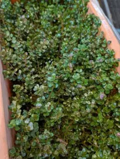 ごりん様 リクエスト 2点 まとめ商品