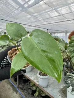 しんご様 リクエスト 4点 まとめ商品