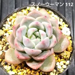 スノーウーマン 112 エケベリア 多肉植物 抜き苗