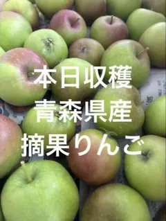 本日収穫【青森県産】摘果りんご　約14kgのサムネイル