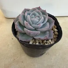 ↘️値下げ☆エケベリア2種セット「ラーカ」「ブルーサプライズ×リンゼアナ」☆抜き苗 ↘️値下げ☆エケベリア2種セット「ラーカ」「ブルーサプライズ