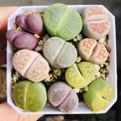 多肉植物 リトープス 白珊瑚玉 鉢のまま - メルカリ