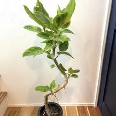 極上品★ 7号★ フィカス　アルテシマ★1メートル5センチ 極上品☆ 7号☆ フィカス アルテシマ☆1メートル5センチ - メルカリ