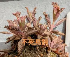 レナ様 リクエスト 2点 まとめ商品