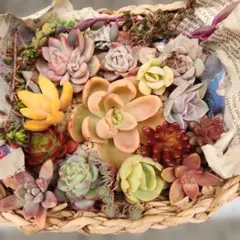 多肉植物 (カット苗)寄せ植えセット エケベリア センペル 韓国苗