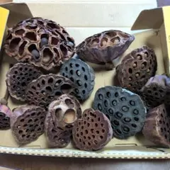 ハスの実