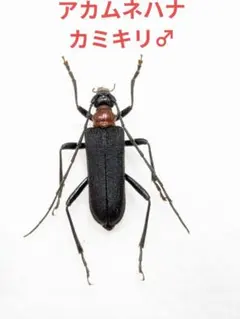 ホンドスミイロハナカミキリ♂ - メルカリ