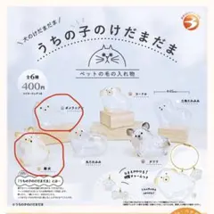 けだまだま　犬　柴犬　ポメラニアン