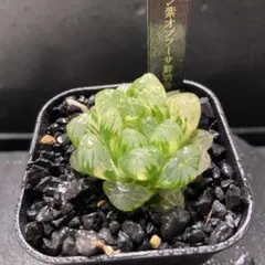 2026年最新】ハオルチア オブツーサ錦の人気アイテム - メルカリ