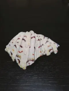 貝殻