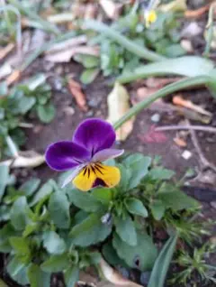 2026年最新】パンジーの人気アイテム - メルカリ