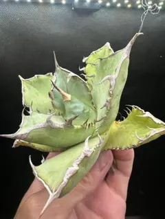 クロサイ 黒犀牛 大株 セール品_3