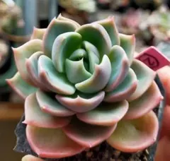 2026年最新】おらいさん葉挿しの人気アイテム - メルカリ