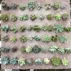 未*物様 多肉植物　カット苗　つぶつぶ　50種のサムネイル
